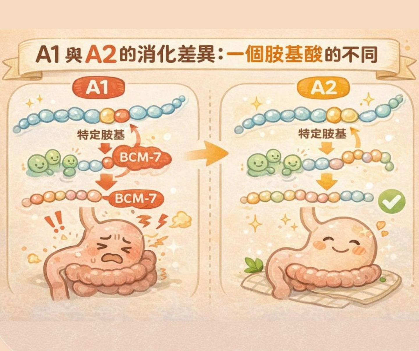 A2β酪蛋白消化過程溫和示意圖