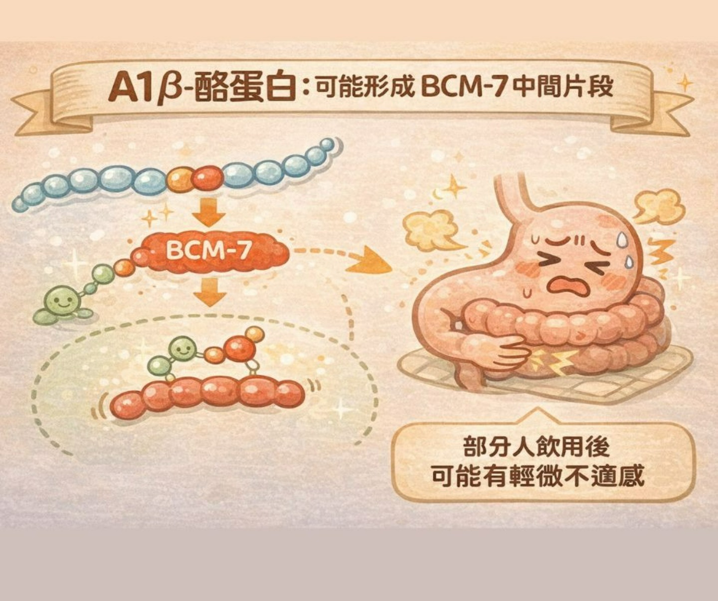 A1β酪蛋白分解產生BCM-7中間片段示意圖
