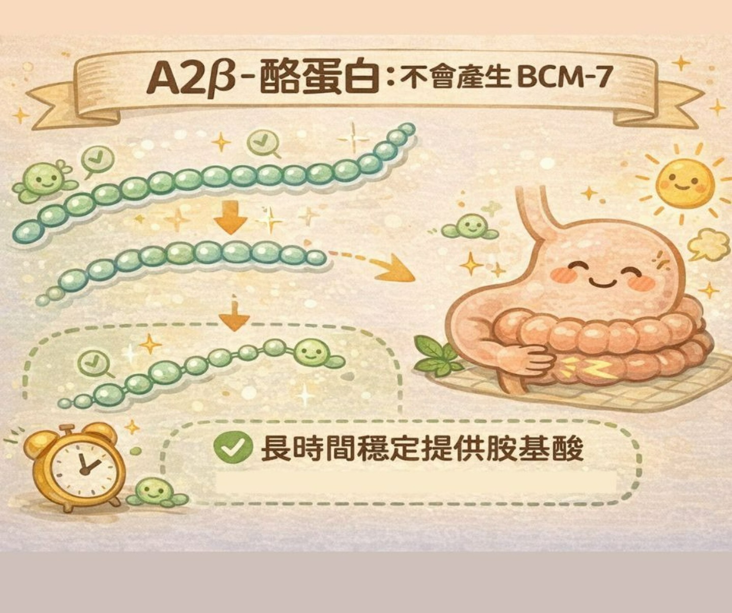 A2β酪蛋白溫和分解無BCM-7示意圖
