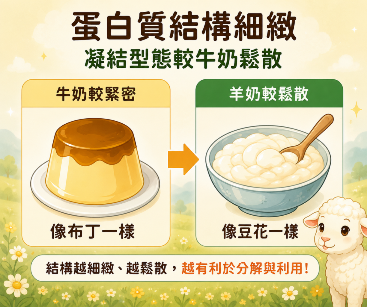 羊奶蛋白質結構細緻與凝結型態較鬆散的段落配圖