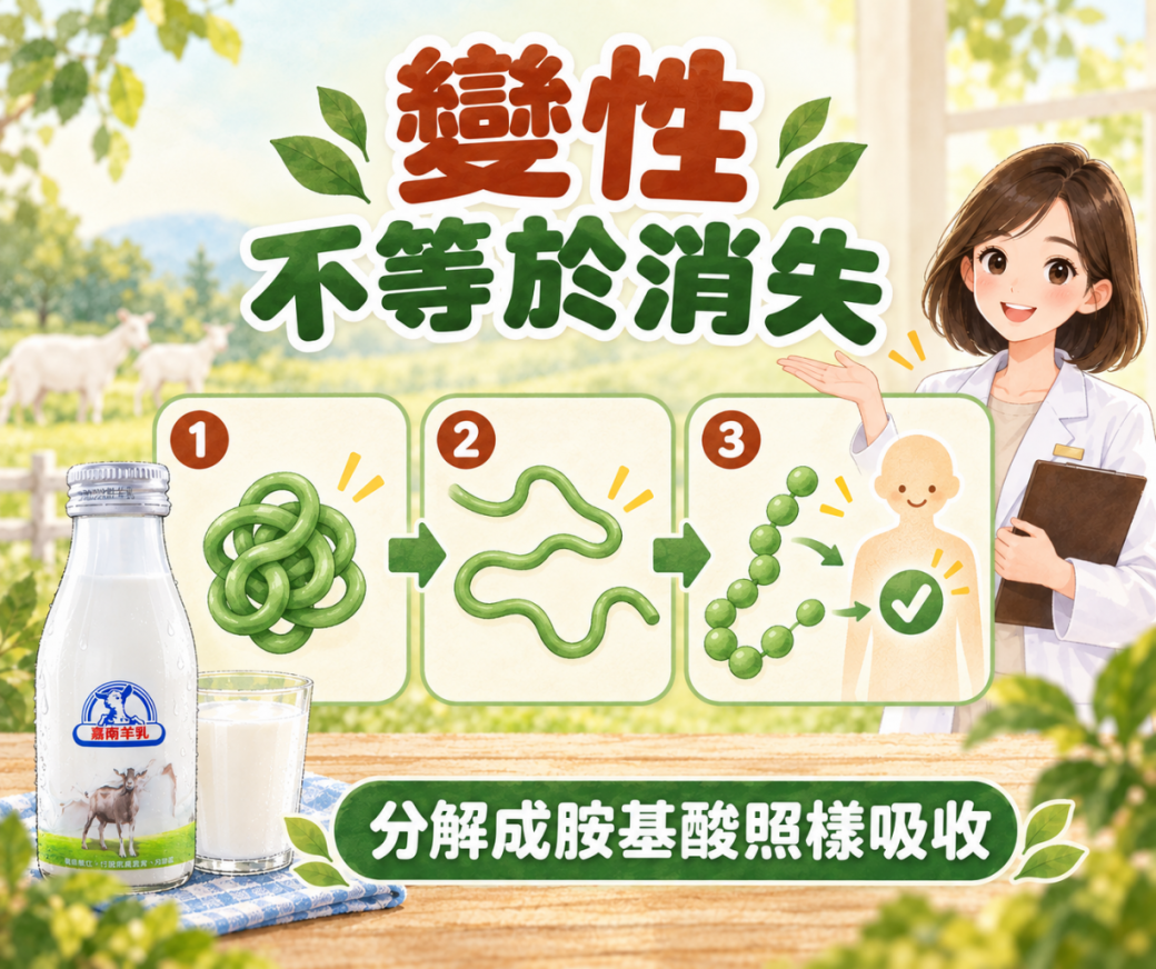 蛋白質遇熱變性是結構改變，不是蛋白質消失示意圖