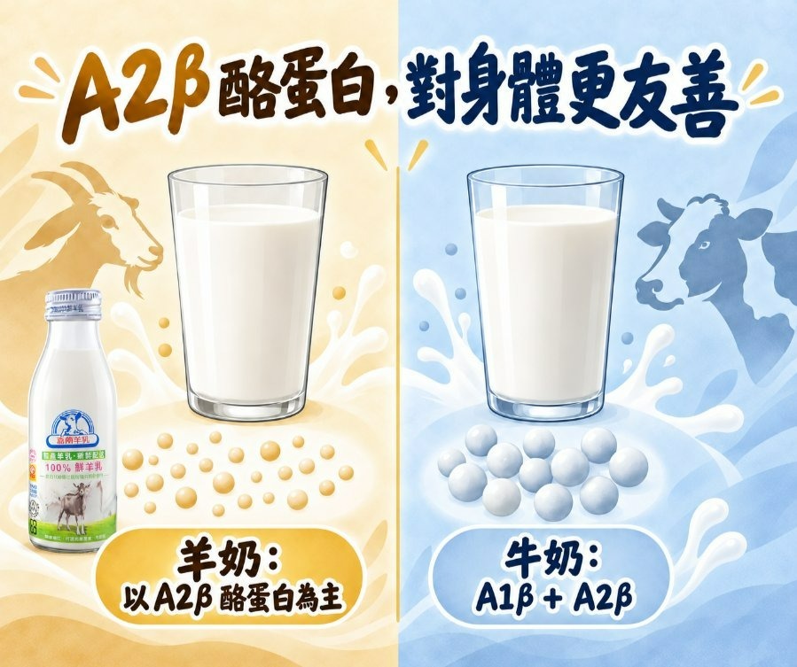 A1β酪蛋白與A2β酪蛋白結構差異與羊奶以A2β酪蛋白為主示意